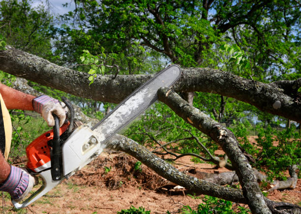 Best Emergency Tree Service  in White Castle, LA